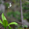 산옥잠화(Hosta longissima F.Maek.) : 산들꽃