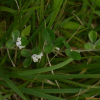 괭이싸리(Lespedeza pilosa (Thunb.) Siebold & Zucc.) : 봄까치꽃