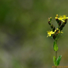 채고추나물(Hypericum attenuatum Fisch. ex Choisy) : 꽃사랑
