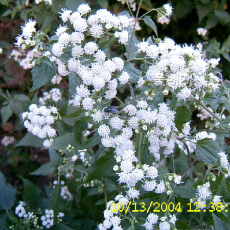 서양등골나물(Ageratina altissima (L.) R.M.King & H.Rob.) : 현촌