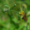 도깨비바늘(Bidens bipinnata L.) : 봄까치꽃