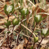 옥녀꽃대(Chloranthus fortunei (A.Gray) Solms) : 봄까치꽃