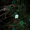 세바람꽃(Anemone stolonifera Maxim.) : 벼루