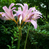 상사화(Lycoris squamigera Maxim.) : 산들꽃