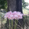 상사화(Lycoris squamigera Maxim.) : 산들꽃