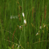 큰황새풀(Eriophorum latifolium Hoppe) : 통통배