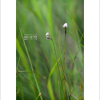 작은황새풀(Eriophorum gracile Koch) : 통통배