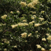 개회나무(Syringa reticulata (Blume) H.Hara var. amurensis (Rupr.) J.S.Pringle) : 설뫼*