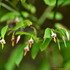 산매자나무(Vaccinium japonicum Miq.) : habal