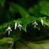 산매자나무(Vaccinium japonicum Miq.) : habal