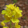 배추(Brassica rapa var. glabra Regel) : 산들꽃