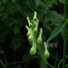 노랑투구꽃(Aconitum barbatum Patrin ex Pers.) : 들꽃사랑