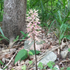약난초(Cremastra variabilis (Blume) Nakai ex Shibata) : 오솔