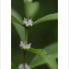 개쉽싸리(Lycopus coreanus H.L?v.) : 산들꽃