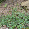 개승마(Actaea biternata (Siebold & Zucc.) Prantl) : 설뫼*