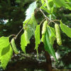 자작나무(Betula pendula Roth) : 꽃사랑