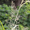 실새풀(Calamagrostis arundinacea (L.) Roth) : 능선따라