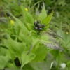 산골취(Saussurea neoserrata Nakai) : 통통배