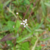 넓은잎미꾸리낚시(Persicaria muricata (Meisn.) Nemoto) : 아리랑