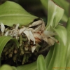 만년청(Rohdea japonica (Thunb.) Roth) : 들국화