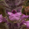 붉은조개나물(Ajuga multiflora for. rosea Y.N.Lee) : 산들꽃