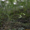 가는다리장구채(Silene jeniseensis Willd.) : 바지랑대