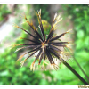 울산도깨비바늘(Bidens pilosa L.) : 산들꽃