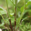큰비노리(Eragrostis pilosa (L.) P.Beauv.) : 추풍