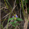 활나물(Crotalaria sessiliflora L.) : 통통배