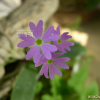 돌앵초(Primula saxatilis Kom.) : 덕송