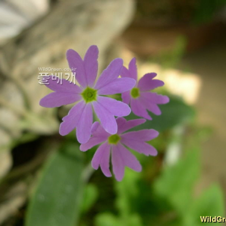 돌앵초(Primula saxatilis Kom.) : 덕송