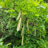 등(Wisteria floribunda (Willd.) DC.) : 塞翁之馬