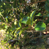 완도호랑가시나무(Ilex × wandoensis C.F.Mill. & M.Kim) : 산들꽃