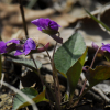 민둥제비꽃(Viola phalacrocarpa Maxim. f. glaberrima (W.Becker) F.Maek. ex H.Hara) : 통통배