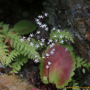 참바위취 : 산들꽃