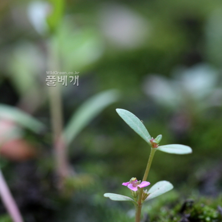 미국좀부처꽃(Ammannia coccinea Rottb.) : 고들빼기