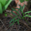 간도제비꽃(Viola dissecta Ledeb.) : 통통배