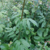 설령쥐오줌풀(Valeriana amurensis P.A.Smirn. ex Kom.) : 통통배