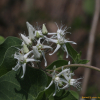 가는털백미(Cynanchum chinense R.Br.) : 설뫼*