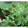 넓은잎미꾸리낚시(Persicaria muricata (Meisn.) Nemoto) : 아리랑