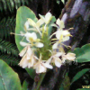 꽃생강(Hedychium coronarium J.Konig) : 꽃천사