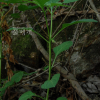가시꽈리(Physaliastrum echinatum (Yatabe) Makino) : 풀배낭