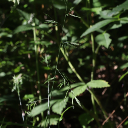 사방김의털(Festuca heterophylla) : 도리뫼