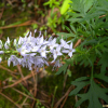 큰구와꼬리풀(Pseudolysimachion pyrethrinum (Nakai) T.Yamaz.) : 산들꽃