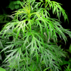 산쑥(Artemisia montana (Nakai) Pamp.) : 바지랑대