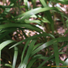 노랑붓꽃(Iris koreana Nakai) : 산들꽃