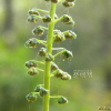 단풍잎돼지풀(Ambrosia trifida L.) : 현촌
