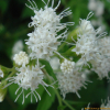 서양등골나물(Ageratina altissima (L.) R.M.King & H.Rob.) : 무심거사