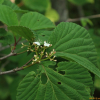 산가막살나무(Viburnum wrightii Miq.) : 무심거사