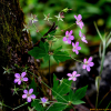 큰세잎쥐손이(Geranium knuthii Nakai) : 두레골